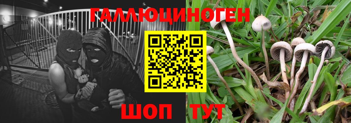 Псилоцибиновые грибы ЛСД  Галлюциногенные грибы Psilocybine cubensis  Вход с VPN  Петропавловск-Камчатский 